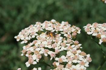 yarrow with sweatbee